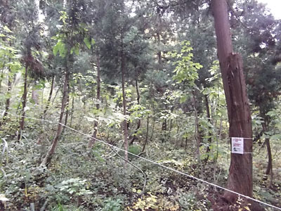 久しぶりに通称「コシアブラ畑」の杉林に行って来ました。