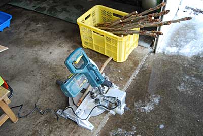 タラの木を電動ノコで切ってから、仕込みます。