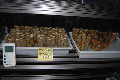 タラの芽を１５３本仕込みました。