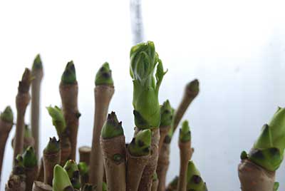 コシアブラも早いものは芽が開き始めてきました。