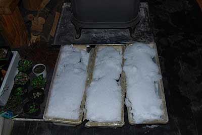 雪で見えませんが、行者ニンニクのポット苗です。
