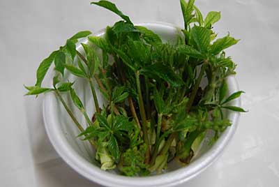 促成栽培している山菜のハネものを天ぷらにして試食してみることにしました。