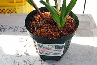 行者ニンニクの成苗の販売に向けて、準備を開始しました。