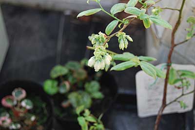 ハウスの中の（上の娘が秋に貰ってきた）ブルーベリーの花が早くも咲き始めました。