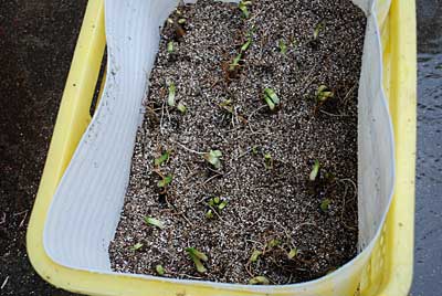 種まき培土に植えてから、ピートモスを成苗が見えなくなるまで被せました。