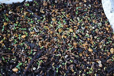 ワサビは、種まきした年には発芽せず、翌年の春に発芽することが分かりました。
