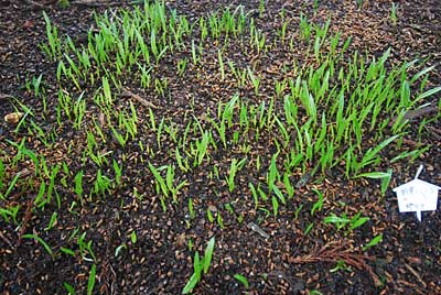 Ｈ２３年に種まきした行者ニンニクの苗が芽ぶき出しました。