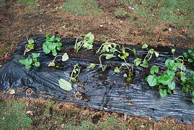 ワサビをようやく定植することが出来ました。
