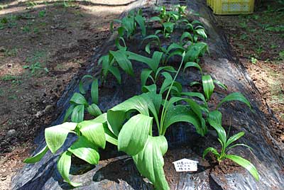 平成２０年８月に種まきした行者ニンニクを移植しました。