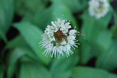 この行者ニンニクの花から蜂蜜が採れたら最高なのですが…。