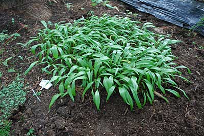 Ｈ２３年に種まきした行者ニンニクの苗を定植してみることにしました。