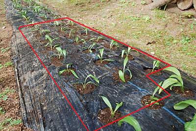 余っていた畑に２３株だけ（１株３～４本）定植しました。