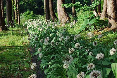 行者ニンニクの花が満開です。