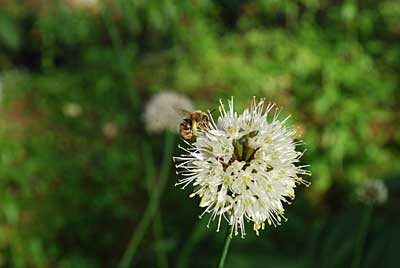 今年は、蜜蜂の数が少ないような気がします。