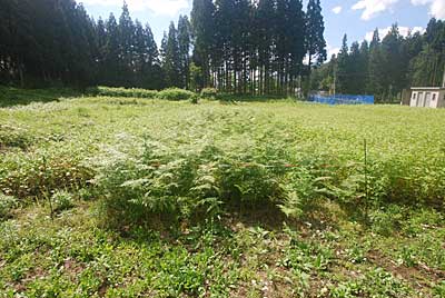 ため池の下のワラビ畑の全面刈り払いをしました。