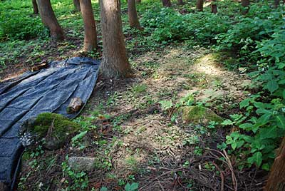 残った種は、右側の林床に適当に播いてみました。