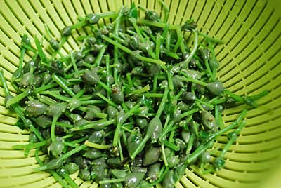 一つまみ塩を入れたお湯で２分茹でると緑色に変色します。