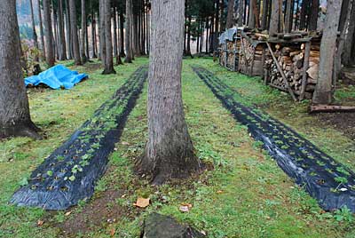 杉っ葉の片付けと草取りの作業を朝からすることにしました。