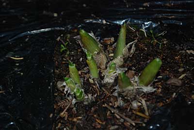 株分けして定植してから３年目の成苗。