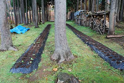 完熟牛糞をひとにぎりづつ行者ニンニクの株に被せました。
