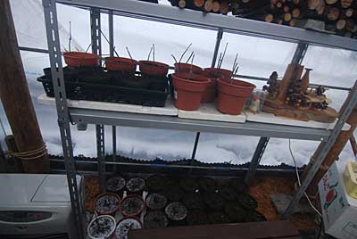 あんまり早く発芽しても困るので、ハウス内の棚に置いて発芽させます。