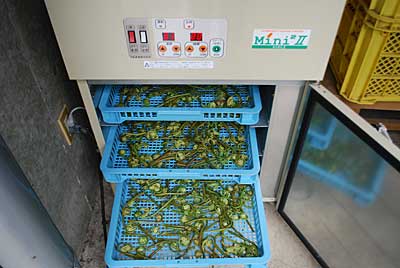 天気が悪いので、ワタを取ってから乾燥機にかけました。