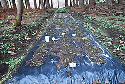 追肥をやる前に草取りと杉の葉っぱを片づけました