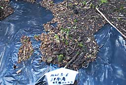 今年の５月６日に植えた津南産の行者ニンニクです