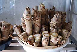 タラの木は、変化ありません
