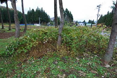 エビ殻イチゴの様子を見てきました。