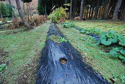 行者ニンニクを今日、新しい畑に植え替えました。
