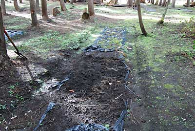 Ｈ２１年の春に植えた行者ニンニクの一部も植え替え中です。