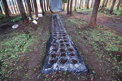 雨が降って来ましたが、３０株ほど植えました。