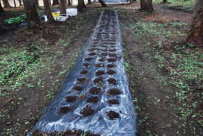 こちらの畑には、１０８株植えました。