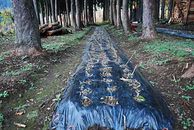 今年の春に植えた行者ニンニク約６００株です。