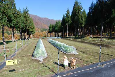 今日は、とっても良いお天気なりました。