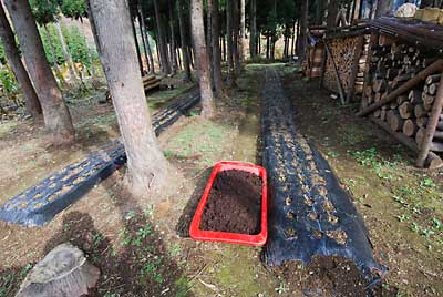 行者ニンニクに、牛糞完熟肥料を施肥しました。