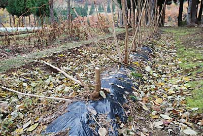 タラの木は、雪降り前に切ってしまいます。