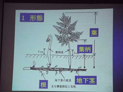 山菜基礎講座に参加して来ました。