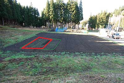 赤い部分だけ、ワラビの根っこを植えました。