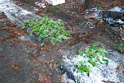 杉林の中に植えた畑わさびも元気になってきました。