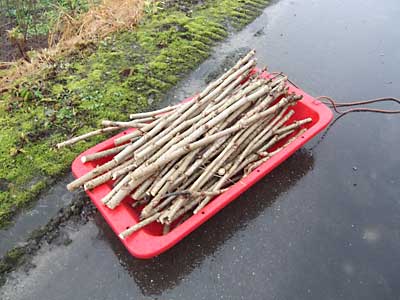 とりあえず３０本ほど貰らってきました。