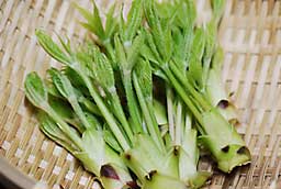 昨年の３月２日に撮影したコシアブラです