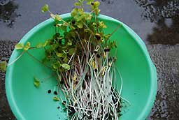 こんなにいっぱい蕎麦のモヤシが収穫出来ました