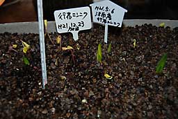 津南産の他の行者ニンニクも芽を出し始めました