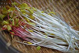 蕎麦ガラから出たモヤシです