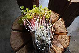 蕎麦のモヤシが沢山収穫出来ました