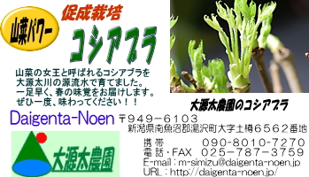 コシアブラ販売用ラベル（来年用）