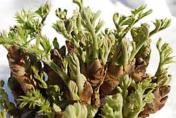 タラの木の先端部分の芽です