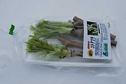 山菜のプチ収穫を楽しんでいただけたらうれしいです